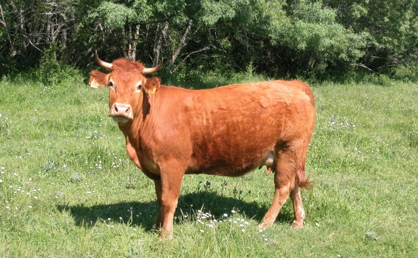 IGP Carne Sierra de Guadarrama confía en alcanzar 1,7 millones kilos en 2013