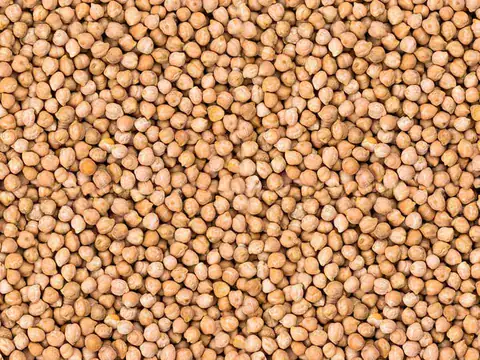 Garbanzo pedrosillano seco en grano